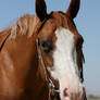 Chestnut Paint Mare Headshot Western Bridle