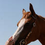 Chestnut Paint Mare Headshot Western Bridle