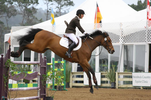 Bay Warmblod Show Jumping Pebble Beach