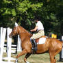 Chestnut Thoroughbred, Working Hunter, Myopia