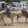 Western Paint Horses in Warm-Up Ring