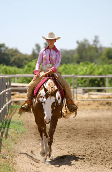 Chestnut Overo Paint Western Pleasure Gelding