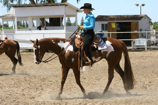 Chestnut Overo Paint Western Pleasure Gelding