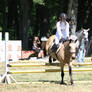 Buckskin Welsh Pony Hunters