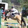 Buckskin Welsh Pony Hunters