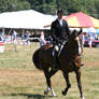 Liver Chestnut Warmblood, Working Hunter, Myopia