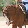 Chestnut AQHA Quarter Horse Champion