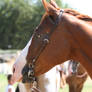 Chestnut AQHA Quarter Horse Champion, Headshot