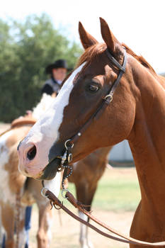 Chestnut AQHA Quarter Horse Champion, Headshot