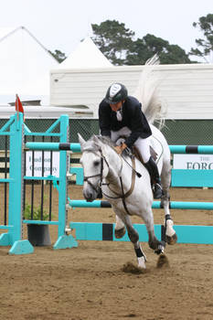 Dapple Gray Warmblood Show Jumper, Pebble Beach