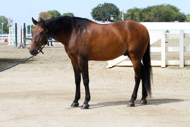 Bay Portuguese Lusitano Gelding Conformation Shot