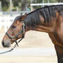 Bay Portuguese Lusitano Gelding Headshot