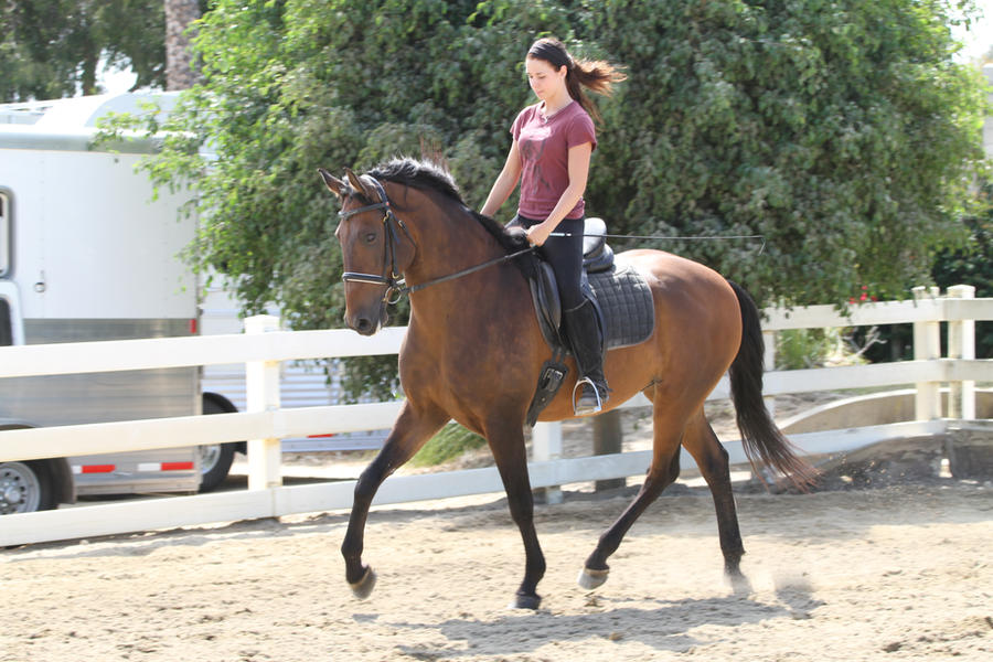 Bay Portuguese Lusitano Gelding Dressage Schooling