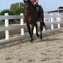 Bay Portuguese Lusitano Gelding Dressage Schooling