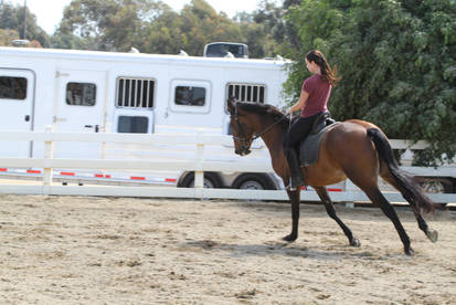 Bay Portuguese Lusitano Gelding Dressage Schooling