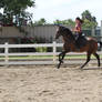 Bay Portuguese Lusitano Gelding Dressage Schooling