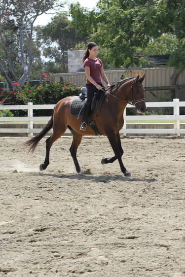 Bay Portuguese Lusitano Gelding Dressage Schooling