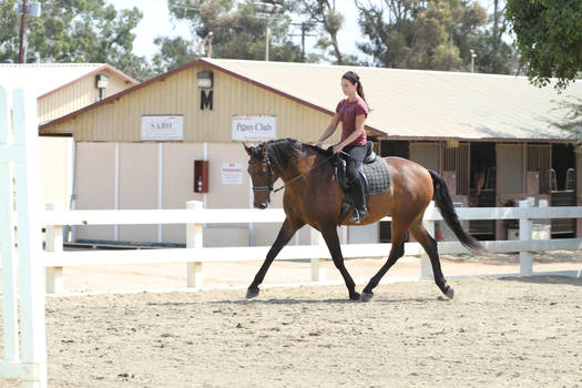 Bay Portuguese Lusitano Gelding Dressage Schooling