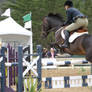 Bay Warmblood Horse - Show Jumping at Pebble Beach