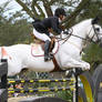 Gray Warmblood Horse Show Jumping at Pebble Beach