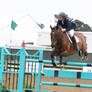 Bay Warmblood Horse - Show Jumping at Pebble Beach