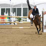 Bay Warmblood Horse - Show Jumping at Pebble Beach