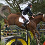 Liver Chesnut Warmblood Show Jumping Pebble Beach