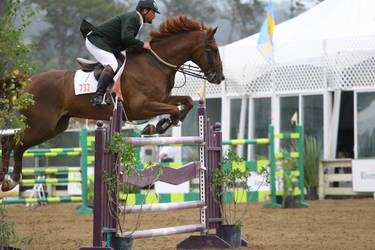 Chestnut Warmblood Show Jumping at Pebble Beach