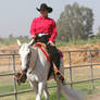 Gray White Quarter Horse Western Pleasure