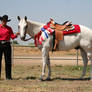 Gray White Quarter Horse Western Pleasure