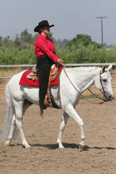 Gray White Quarter Horse Western Pleasure