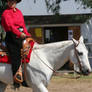 Gray White Quarter Horse Western Pleasure