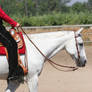 Gray White Quarter Horse Western Pleasure