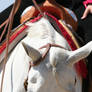 Gray White Quarter Horse Western Headshot