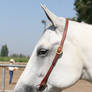 Gray White Quarter Horse Western Headshot