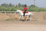 Gray White Quarter Horse Western Pleasure by HorseStockPhotos