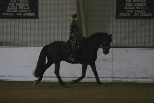 Black Friesian Horse Dressage Riding Stock