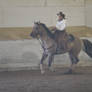 Buckskin Quarter Horse with Cowgirl Western Riding