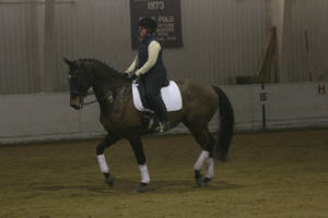 UntitledBay Warmblood Dressage Horse Piaffe