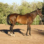 Bay Thoroughbred Mare Standing