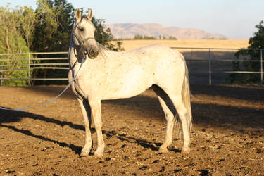 Friesian Arabian Horse Stock Standing Conformation