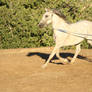 Gray Arabian / Friesian Horse. Trotting Mare Stock