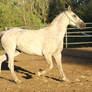 Gray Friesian / Arabian Horse. Trotting Mare Stock