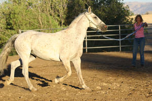 Gray Friesian / Arabian Horse. Trotting Mare Stock by HorseStockPhotos