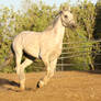 Friesian Arabian Crossbreed Cantering Horse Stock