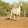 Friesian Arabian Horse Cantering on Lunge Stock