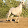 Friesian Arabian Mare Trotting Horse Stock Photo