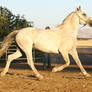 Arabian Friesian Horse Trotting on Lungeline