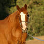 Thoroughbred Mare Chestnut Horse Stock