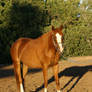 Chestnut Thoroughbred Mare Standing on Line